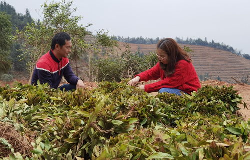 醴陵市政府引领绿色发展 新建1500亩五彩茶园推动农副产品销售