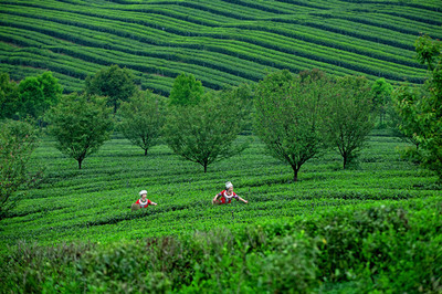 茶韵飘香武陵山，产业振兴新篇章——首届“秀山毛尖”杯茶王赛暨第二届武陵山茶文化节成功举办，农副产品销售成果喜人