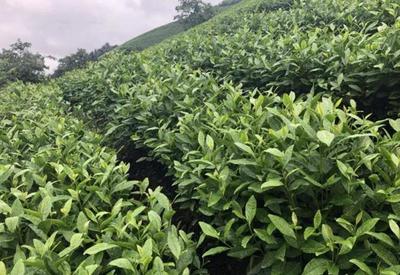 茶园土壤的覆盖与灌溉技术 提升茶叶品质与产量的关键