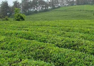 桐柏玉叶 南阳山水孕育的绿茶瑰宝