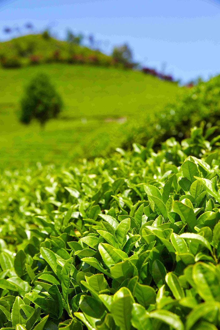 卵形叶 从高清图片解析到茶叶种植的艺术