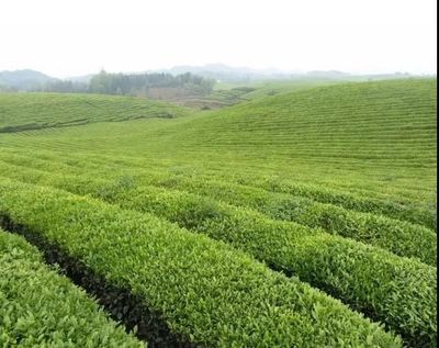 纳雍高山茶 纯净生态铸就的茶中珍品