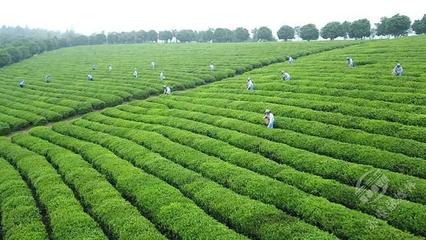 创新转型，合作赶超 赤壁茶发集团引领区域茶企与农副产品销售快速发展