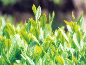 苏茶早 品种特性、栽培要点及市场前景分析