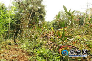 紫娟南渡五指山 新品种引种成功填补海南高端茶产业空白