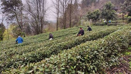 武当太子坡 茶香漫山野，农场带富一方人