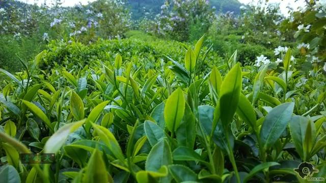 清远擎画茶业蓝图 英德红茶剑指“中国红茶第一品牌”，百万亩产区蓄势待发