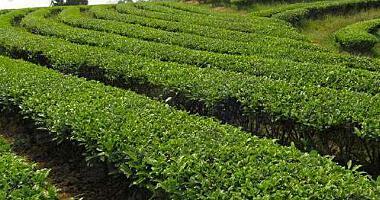 茶树种植方法及移栽后管理指南