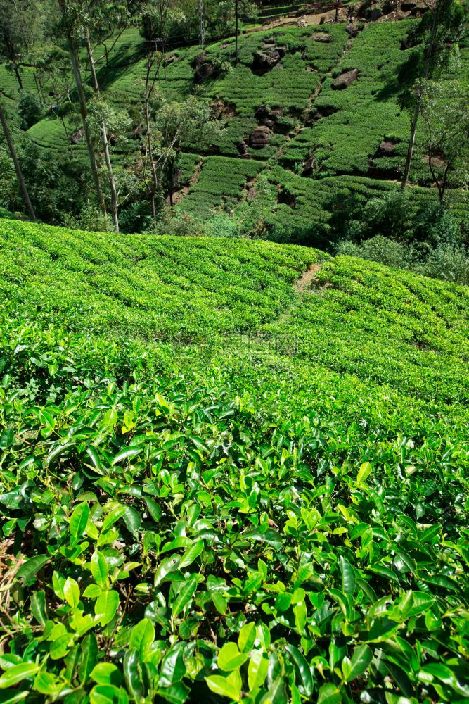 茶山春晓 漫谈茶叶种植园的自然背景