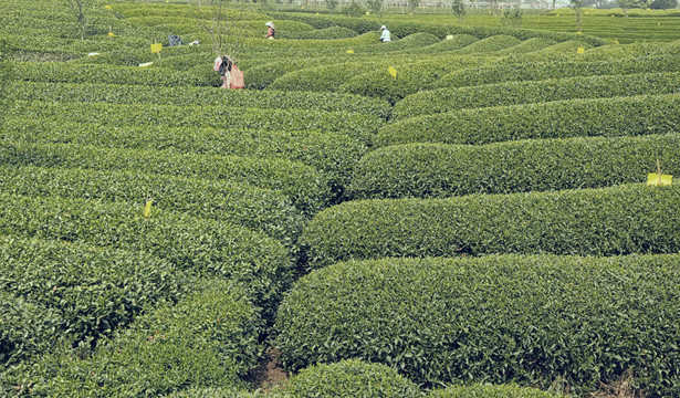 从茶园到包装 一杯好茶的旅程