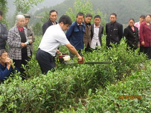 万源市送茶叶种植管理技术培训到群众家门口