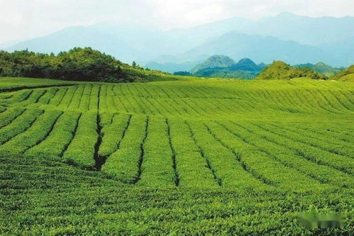 梵净茶香天下，江口抹茶飘香世界——农副产品销售的崭新篇章