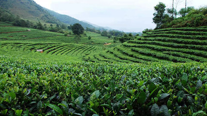 北回归线上的明珠 临沧5大优势产业打造世界一流绿色品牌——茶叶种植篇